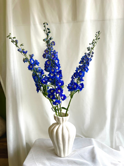 Delphinium Bunch