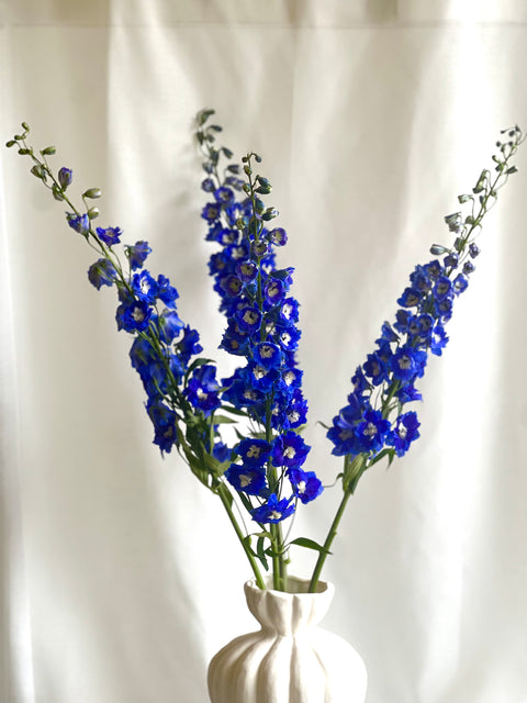 Delphinium Bunch