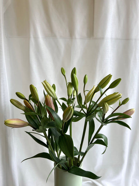 Lily Bunch