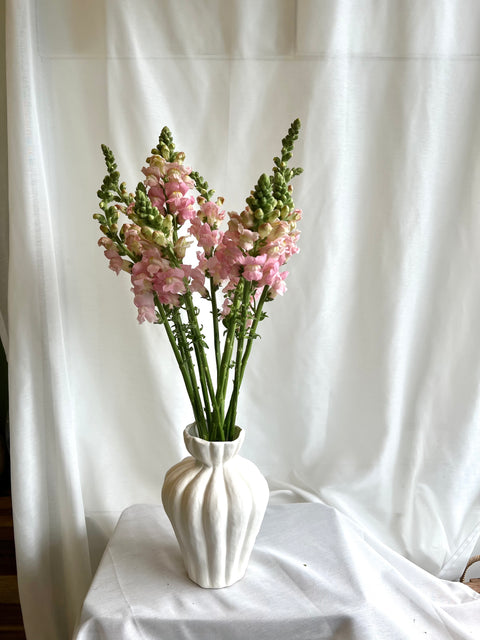Snap Dragons Bunch