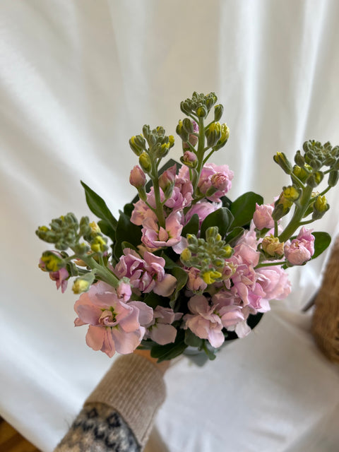 Snap Dragons Bunch