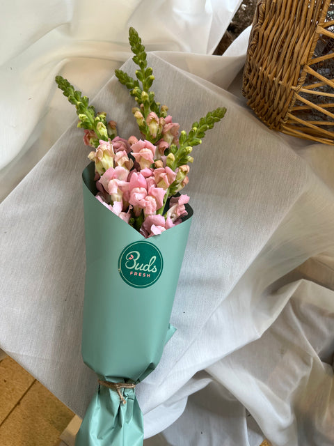 Snap Dragons Bunch