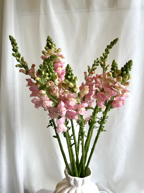 Snap Dragons Bunch